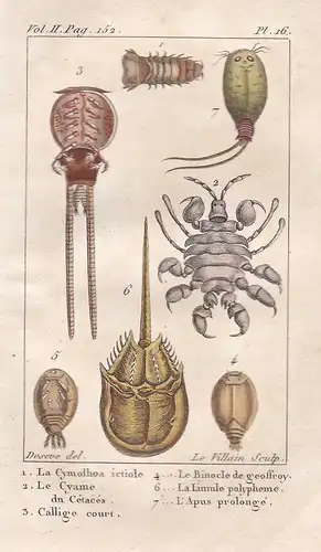 Le Cymolhoa ictiole - Le Cyame - Callige... - Hüpferlinge Cyclops copepod Krebs Krebse Crustacea Krabben Krabb