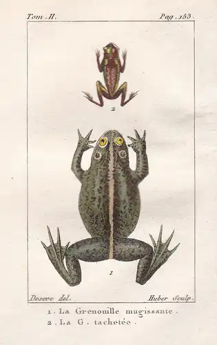 La Grenouille mugissante - La G. tachetee - Frosch Frösche frogs frog grenouille grenouilles Amphibien Amphibi