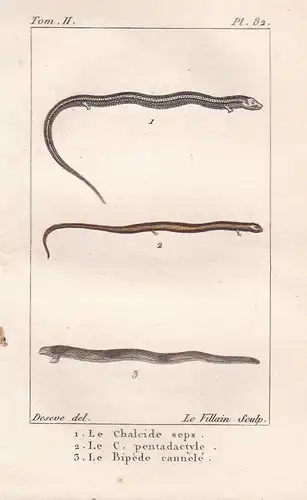 Le Chalcide seps - Le C. pentadatyle - Le Bipede cannele - Eidechsen lizard lézard Gecko Reptilien Reptil rept