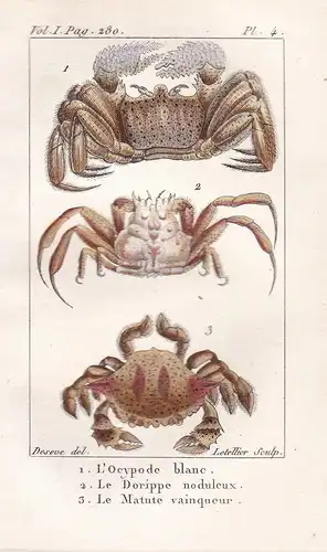 L'Ocypode blanc - Le Dorippe noduleux - Le Matute vainqueur - Krebs Krebse Crustacea Krabben Krabbe cancer cra