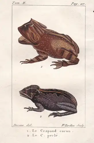 Le Crapaud cornu - Le C. Perle - Kröte toad Frosch Frösche frogs frog grenouille grenouilles Amphibien Amphibi