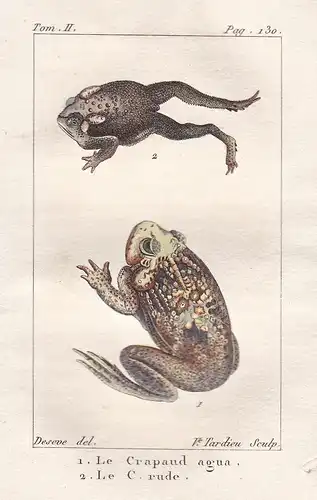 Le Crapaud agua - Le c. rude - Kröte toad Frosch Frösche frogs frog grenouille grenouilles Amphibien Amphibie