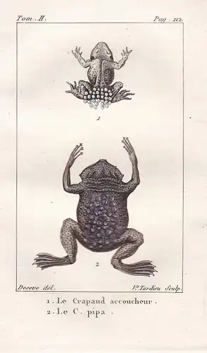 Le Crapaud accoucheur - Le C. pipa - Kröte toad Frosch Frösche frogs frog grenouille grenouilles Amphibien Amp