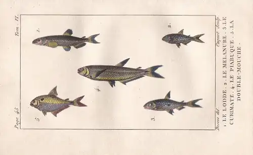 Le Lodde - Le Melanure - Le Curimate - Le Piabuque - La Double Mouche - Barsch Meer mer sea Fisch Fische fish