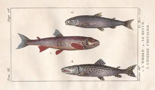 L'Omble - Le Heuch - L'Omble Chevalier - Seesaibling Salvelinus alpinus Meer mer sea Fisch Fische fish fishes