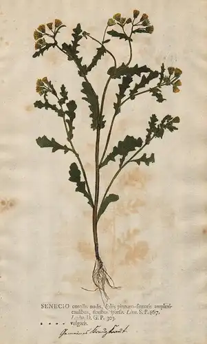 Senecio corollis ... vulgaris - Greiskraut Kreuzkraut Blumen flower Botanik botany botanical