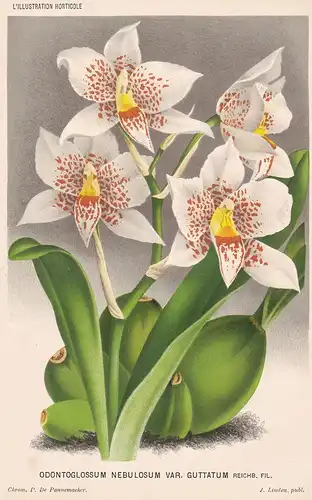 Odontoglossum Nebulosum - Orchidee orchid Südamerika South America Pflanze plant Blume Blumen flower flowers B