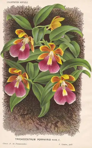 Trychocentrum Porphyrio - Trichocentrum Orchidee orchid Pflanze plant flower Blume flowers Blumen Botanik bota