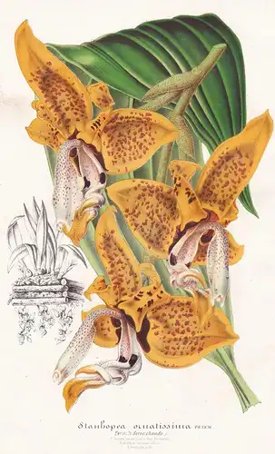 Stanhopea Ornatissima - Orchidee orchid Kolumbien Venezuela Brasilien Brazil Brasil Pflanze plant flower Blume