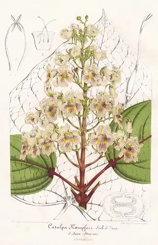 Catalpa Kaempferi - Gelber Trompetenbaum tyellow catalpa ree China flower Blume lowers Blumen Botanik botany B