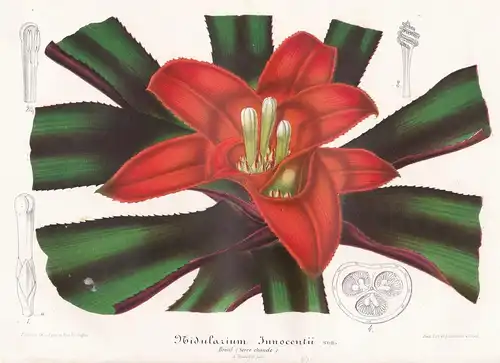 Nidularium Innocentii - Brasi Brazil Brasilien Pflanze plant flower Blume lowers Blumen Botanik botany Botanic