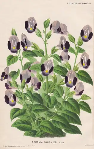 Torenia Fournieri - Fournier-Torenie bluewings flower Blume flowers Blumen Botanik Botanical Botany