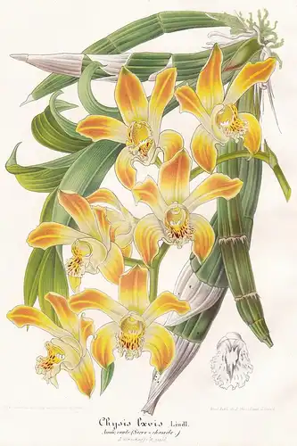 Chysis Laevis - Orchidee orchid Mittelamerika Central America Pflanze plant Blume Blumen flower flowers Botani