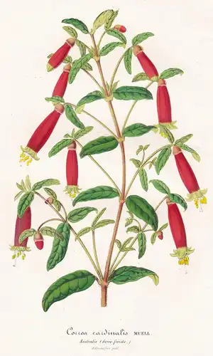 Correa Cardinalis - Correa reflexa native fuchsia Australien Australia Pflanze plant flower flowers Blume Blum