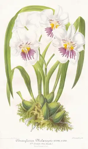 Odontoglossum Phalaenopsis - Orchidee orchid Pflanze plant flower flowers Blume Blumen Botanik botany botanica