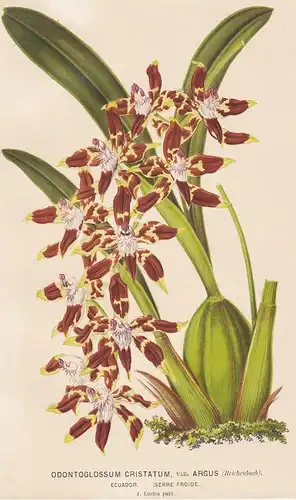 Odontoglossum Cristatum var. Argus - Orchidee orchid Pflanze plant flower flowers Blume Blumen Botanik botany