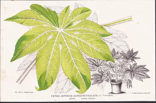 Fatsia Japonica - Zimmeraralie Aralie Aralien Neuseeland New Zealand glossy-leaf paper plant Pflanze plant flo