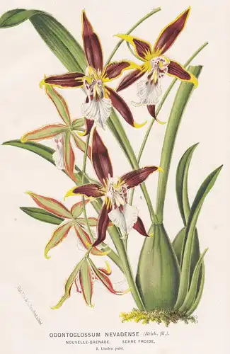 Odontoglossum Nevadense - Orchidee orchid Pflanze plant flower flowers Blume Blumen Botanik botany botanical