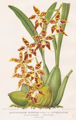 Odontoglossum Odoratum - Orchidee orchid Pflanze plant flower flowers Blume Blumen Botanik botany botanical