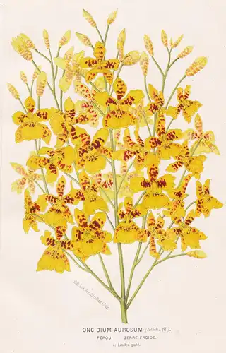 Oncidium Aurosum - Orchidee orchid Peru Pflanze plant flower flowers Blume Blumen Botanik botany botanical