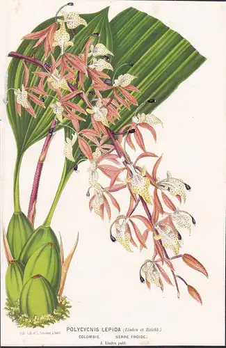 Polycycnis Lepida - Orchidee orchid Costa Rica Peru Pflanze plant flower flowers Blume Blumen Botanik botany b