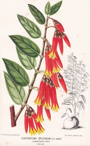 Ceratostema Speciosum -  Ecuador Kolumbien Colombia Pflanze plant flower flowers Blume Blumen Botanik botany b