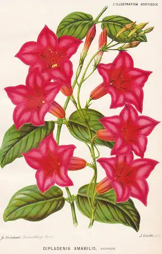 Dipladenia Amabilis -  Mandevilla rocktrumpet Mexico Mexiko Pflanze plant flower flowers Blume Blumen Botanik