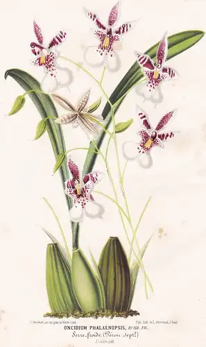 Oncidium Phalaenopsis - Orchidee orchid Pflanze plant flower flowers Blume Blumen Botanik botany botanical