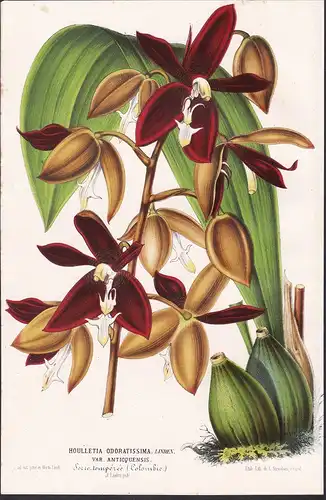 Houlletia odoratissima - Orchidee orchid Anden Panama Bolivien Bolivia Pflanze plant flower flowers Blume Blum