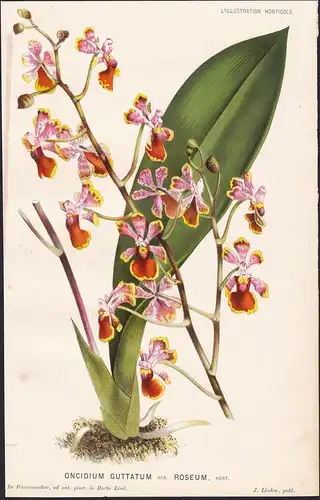 Oncidium Guttatum var. Roseum -  Orchidee orchid Pflanze plant flower flowers Blume Blumen Botanik botany bota