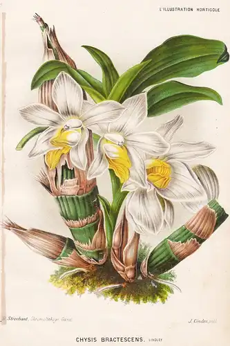 Chysis Bractescens -  Orchidee orchid Pflanze plant flower flowers Blume Blumen Botanik botany botanical
