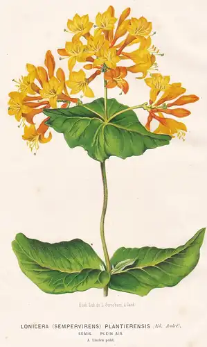 Lonicera (Sempervirens) Plantierensis - Waldgeißblatt Geißblatt honeysuckle Heckenkirsche Pflanze plant flower