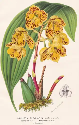 Odontoglossum Chrysantha -  Orchidee orchid Pflanze plant flower flowers Blume Blumen Botanik botany botanical