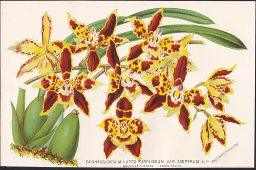 Odontoglossum Luteo-Prupureum -  Orchidee orchid Pflanze plant flower flowers Blume Blumen Botanik botany bota