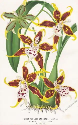 Odontoglossum Halli -  Orchidee orchid Pflanze plant flower flowers Blume Blumen Botanik botany botanical