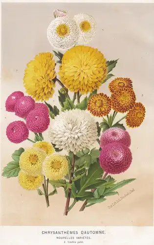 Chrysanthemes d'Automne - Chrysantheme chrysanths Chrysanthemum Pflanze plant flower flowers Blume Blumen Bota