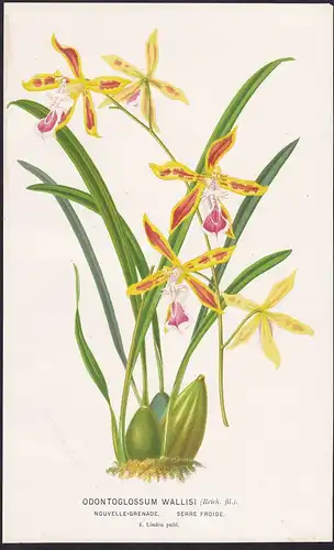 Odontoglossum Wallisi -  Orchidee orchid Pflanze plant flower flowers Blume Blumen Botanik botany botanical