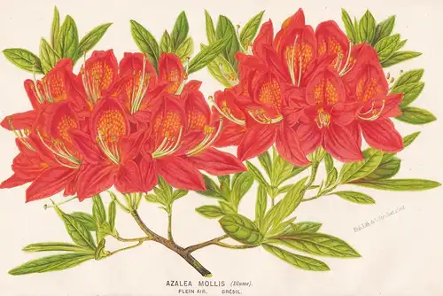 Azalea Mollis -  Azaleen azaleas Rhododendron Brazil Brasil Brasilien Pflanze plant flower flowers Blume Blume