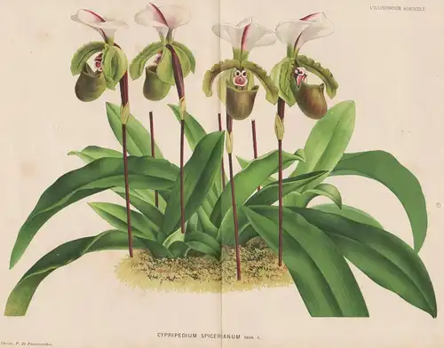 Cyripedium Spicerianum - orchid orchids Orchidee flower flowers Blume Blumen Botanik botany botanical