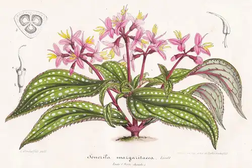 Sonerila Margaritacea - Myanmar Pflanze plant flower flowers Blume Blumen Botanik botany botanical