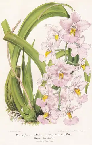 Odontoglossum Citrosmum  - orchid orchids Orchidee Pflanze plant flower flowers Blume Blumen Botanik botany bo