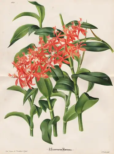 (Epidendrum Catillus) - orchid Orchidee Colombia South America Orchideen orchids flower Blume flowers Blumen B