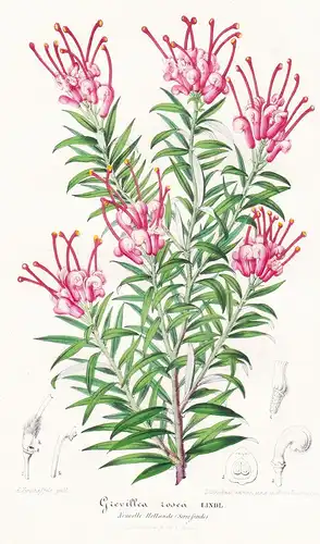 Grevillea Lavandulacea - lavender grevillea Australia Australien Pflanze plant flower flowers Blume Blumen Bot