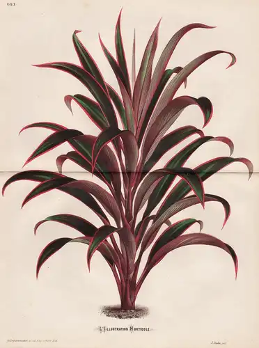 (Dracaena (Cordyline) Bellula) - plant Pflanze Botanik botany botanical