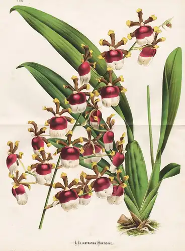 (Oncidium fuscatum) - Colombia Peru orchid Orchidee Orchideen flower Blumen flowers Blume Botanik botany botan