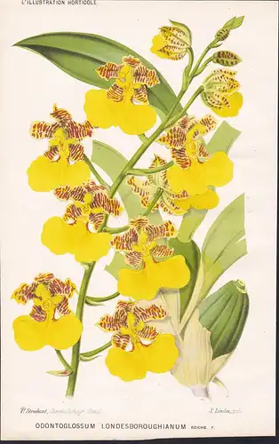 Odontoglossum Londesboroughianum - orchid orchids Orchidee Pflanze plant Blumen flowers flower Blume Botanik b