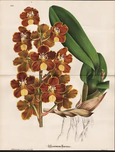 Odontoglossum Brevifolium  - Colombia Ecuador Peru South America orchids Orchidee orchid Blume Blumen botanica
