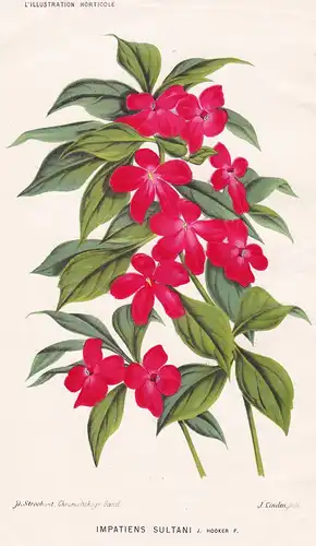 Impatiens Sultani - Fleißige Lieschen busy Lizzie Pflanze plant Blumen flowers flower Blume Botanik botany bot