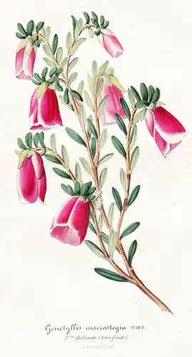 Genetyllis macrostegia - Mondurup bell Darwinia macrostegia Albany Australia Australien Pflanze plant flower f