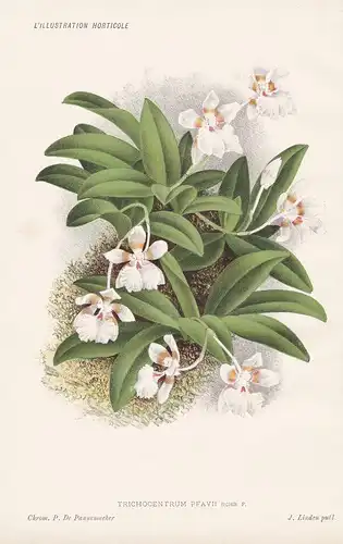 Trichocentrum Pfavii - Orchidee orchid Pflanze plant flower flowers Blume Blumen Botanik botany botanical